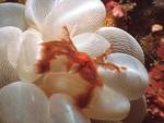 Orang-Utan-Krabbe auf Blasenkoralle