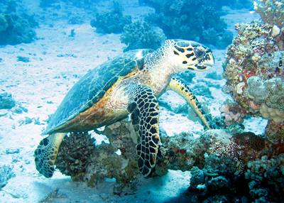 Schildkröte unter Wasser